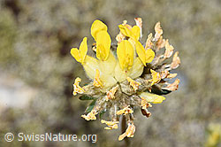 F276969: Alpen-Wundklee (Anthyllis vulneraria ssp. alpestris)