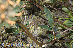 F276970: Alpen-Wundklee (Anthyllis vulneraria ssp. alpestris)