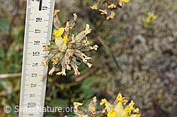 F276971: Alpen-Wundklee (Anthyllis vulneraria ssp. alpestris)