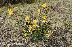 F276972: Alpen-Wundklee (Anthyllis vulneraria ssp. alpestris)