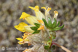 F276973: Alpen-Wundklee (Anthyllis vulneraria ssp. alpestris)