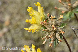 F276975: Alpen-Wundklee (Anthyllis vulneraria ssp. alpestris)