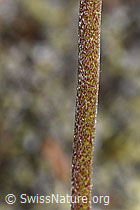 F276976: Alpen-Wundklee (Anthyllis vulneraria ssp. alpestris)