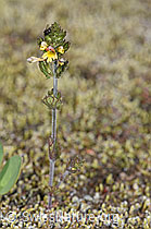 Zwerg-Augentrost (Euphrasia minima) (F276980)