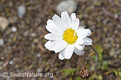 F276981: Gewöhnliche Alpenmargerite (Leucanthemopsis alpina)