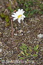 F276983: Gewöhnliche Alpenmargerite (Leucanthemopsis alpina)