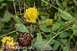 F276991: Braun-Klee (Trifolium badium)