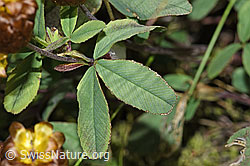 F276992: Braun-Klee (Trifolium badium)