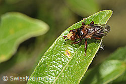 F276998: Gemeine Breitstirnblasenkopffliege (Sicus ferrugineus)