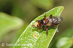 F276999: Gemeine Breitstirnblasenkopffliege (Sicus ferrugineus)