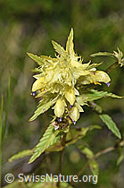 Schmalblättriger Klappertopf (Rhinanthus glacialis) (F277000)