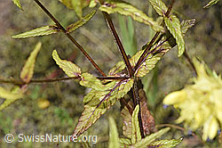 Schmalblättriger Klappertopf (Rhinanthus glacialis) (F277003)