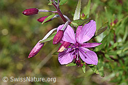 Fleischers Weidenröschen (Epilobium fleischeri) (07.2024, F277009)