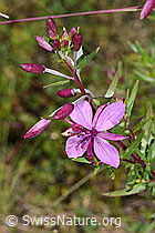 F277011: Fleischers Weidenröschen (Epilobium fleischeri)