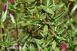 F277012: Fleischers Weidenröschen (Epilobium fleischeri)