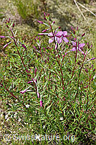 Fleischers Weidenröschen (Epilobium fleischeri) (07.2024, F277014)