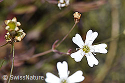 Felsen-Leimkraut (Silene rupestris) (F277016)