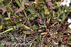 Felsen-Leimkraut (Silene rupestris) (F277017)