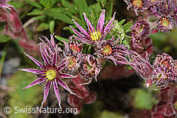 F277021: Berg-Hauswurz (Sempervivum montanum)