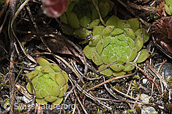 F277023: Berg-Hauswurz (Sempervivum montanum)