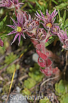 F277024: Berg-Hauswurz (Sempervivum montanum)