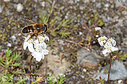 Mistbiene (Eristalis tenax) auf Moschus-Schafgarbe (Achillea erba-rotta ssp. moschata) (F277034)