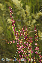 Schildblättriger Ampfer (Rumex scutatus) (07.2024, F277043)