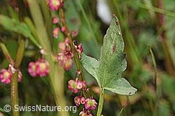 F277045: Schildblättriger Ampfer (Rumex scutatus)