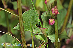 F277046: Schildblättriger Ampfer (Rumex scutatus)