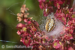 Eichblatt-Radspinne (Aculepeira ceropegia)