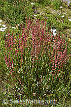 Schildblättriger Ampfer (Rumex scutatus) (07.2024, F277050)