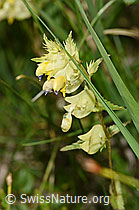 F277073: Schmalblättriger Klappertopf (Rhinanthus glacialis)