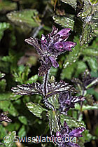 Alpenhelm (Bartsia alpina) (F277075)