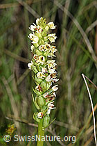Weisszunge (Pseudorchis albida) (F277076)