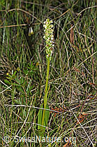 Weisszunge (Pseudorchis albida) (F277077)