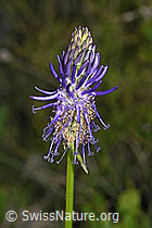 F277081: Betonienblättrige Rapunzel (Phyteuma betonicifolium)