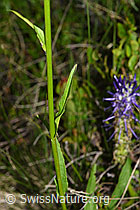 F277082: Betonienblättrige Rapunzel (Phyteuma betonicifolium)