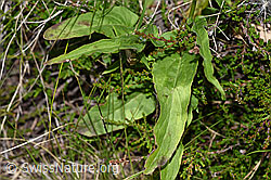 F277084: Betonienblättrige Rapunzel (Phyteuma betonicifolium)