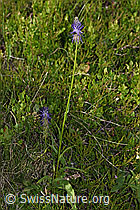 F277085: Betonienblättrige Rapunzel (Phyteuma betonicifolium)