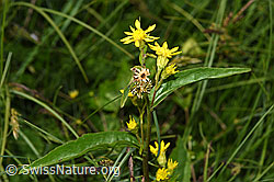 Alpen-Goldrute (Solidago virgaurea ssp. minuta) (F277094)