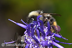 F277101: Pyrenäenhummel (Bombus pyrenaeus) auf Betonienblättrige Rapunzel (Phyteuma betonicifolium)