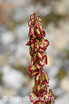 F278664: Säuerling (Oxyria digyna)