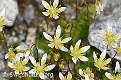 Moosartiger Steinbrech (Saxifraga bryoides) (08.2024, F278669)