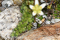 F278670: Moosartiger Steinbrech (Saxifraga bryoides)