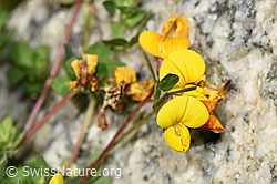 Alpen-Hornklee (Lotus alpinus) (08.2024, F278683)