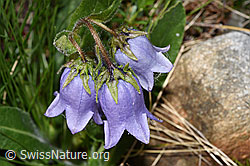 Bärtige Glockenblume (Campanula barbata) (F278686)
