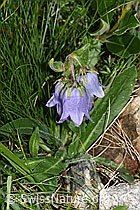 Bärtige Glockenblume (Campanula barbata) (F278692)