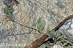 Alpen-Leinkraut (Linaria alpina) (F278708)