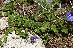 Felsen-Ehrenpreis (Veronica fruticans) (08.2024, F278718)