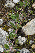 F278723: Vielhaariger Thymian (Thymus praecox ssp. polytrichus)